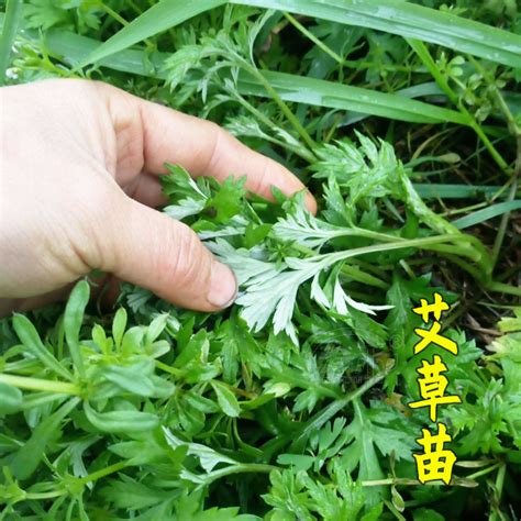 艾草風水|艾草盆栽轉運法